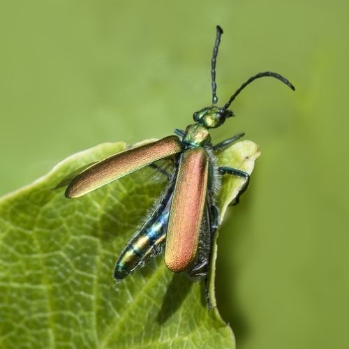 Lytta vesicatoria Yougardener